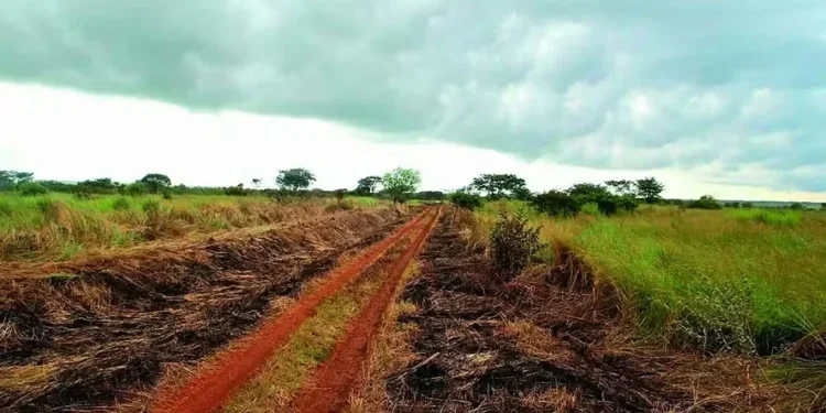 O que atrai produtores rurais brasileiros para Angola