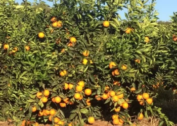 Demanda pela laranja foi menor, enquanto oferta segue aumentando — Foto: Divulgação Fundecitrus