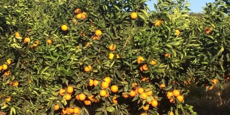 Preços da laranja caíram na última semana