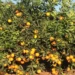 Preços da laranja caíram na última semana