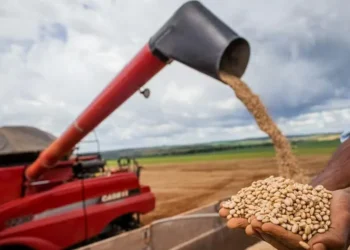 Para os grãos comerciais, verifica-se acúmulo de oferta das safras anteriores e avanço da colheita atual — Foto: Wenderson Araújo / CNA