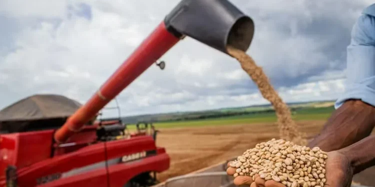Preço do feijão comercial segue em queda com avanço da colheita