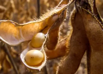 De 1 a 16 de junho, a soja acumulou alta de 0,5% — Foto: Fundação Solidaridad
