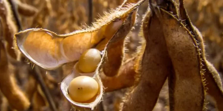 De 1 a 16 de junho, a soja acumulou alta de 0,5% — Foto: Fundação Solidaridad