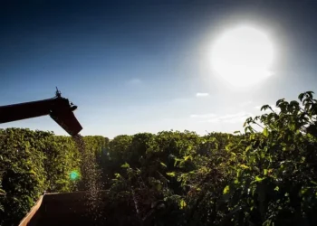 Preço do café cai 4% na abertura da bolsa de Nova York