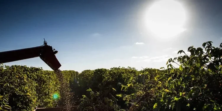 Preço do café cai 4% na abertura da bolsa de Nova York