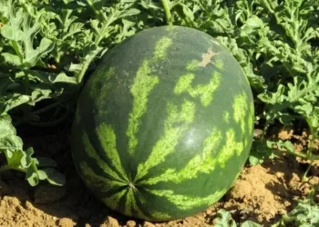 Preços da melancia caem com a maior oferta em Goiás e Tocantins