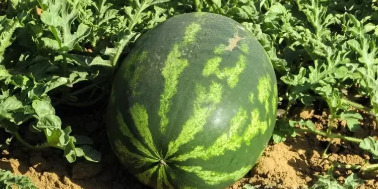 Preços da melancia caem com a maior oferta em Goiás e Tocantins