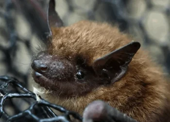 O morcego-marrom (Myotis lucifugus) é uma das espécies de morcego mais comuns e conhecidas  • Philosopher wiht a camera/Filkr