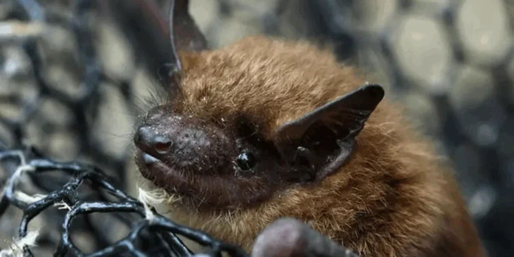 Por que os morcegos não têm câncer? Descobertas podem curar humanos