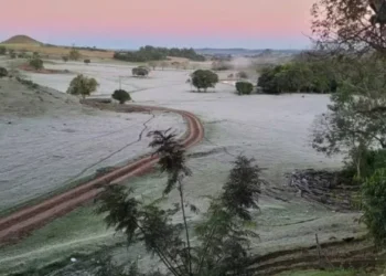 Geadas e frio intenso afetam lavouras e pastagens no Paraná