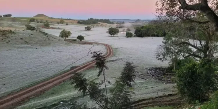 Geadas e frio intenso afetam lavouras e pastagens no Paraná