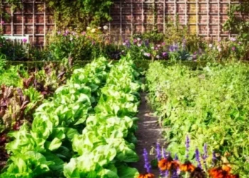 O que plantar em julho? Veja 18 opções de frutas e hortaliças