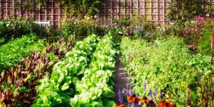 O que plantar em julho? Veja 18 opções de frutas e hortaliças