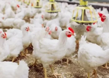 Publicação da OMSA fortalece a posição do Brasil em negociações com importadores de frango — Foto: Canva/Creative Commons