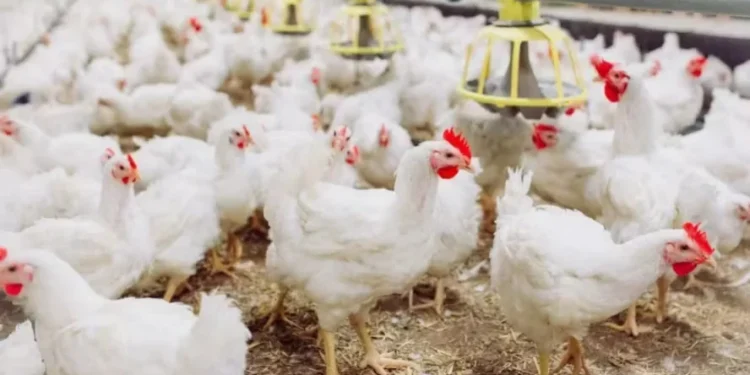 Gripe aviária: relatório que declara Brasil livre da doença é publicado