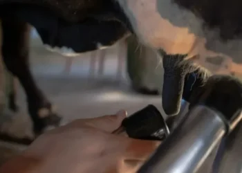 Valor de referência do leite captado em junho no Rio Grande do Sul foi projetado em R$ 2,4228 o litro — Foto: Wenderson Araujo/CNA