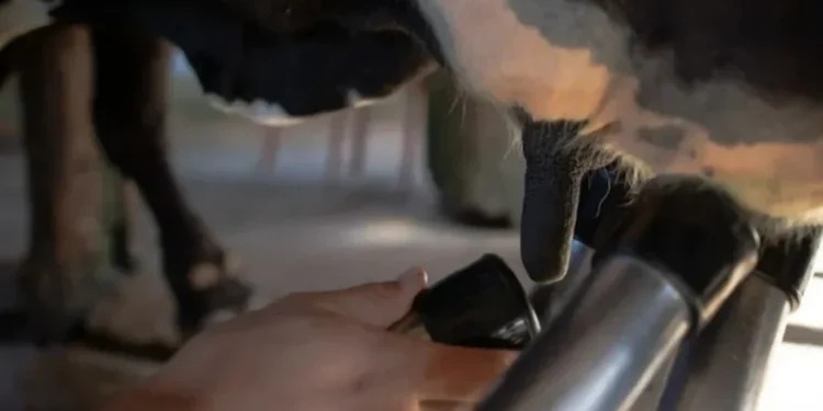 Preço pago ao produtor de leite do RS em junho deve cair 0,88%