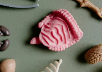 O situs inversus é um condição rara na qual órgãos internos do tórax e do abdômen se encontram do lado oposto ao esperado.  • Unsplash