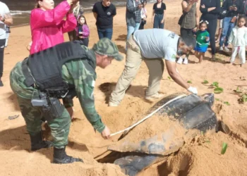 2 de 6 Polícia Ambiental foi mobilizada para auxiliar no atendimento da tartaruga-gigante • Divulgação/SESP