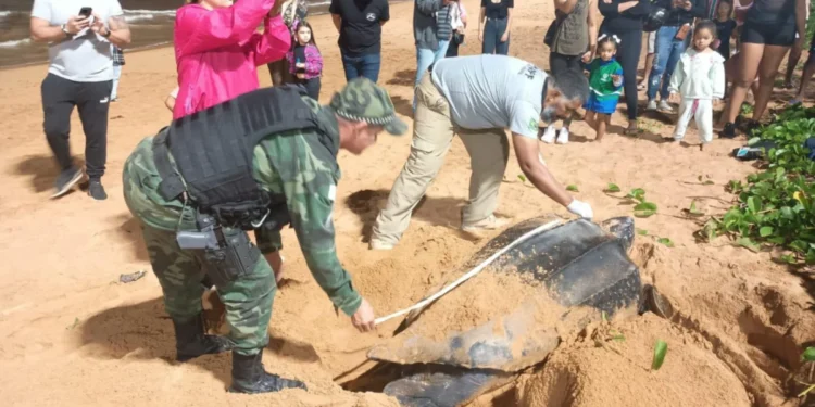 Vídeo: Tartaruga-gigante é vista no litoral do Espírito Santo