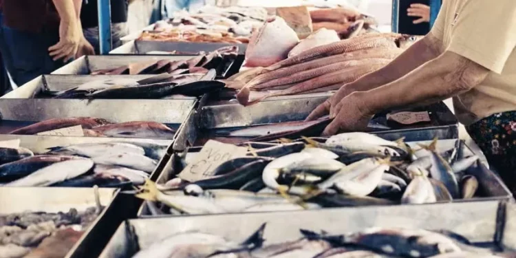 Indústria de pescado pede crédito emergencial para amenizar impactos do ‘tarifaço’