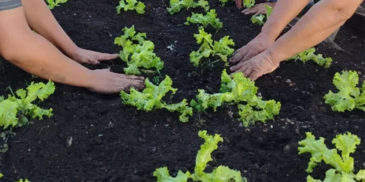 Cursos profissionalizantes atendem 115 custodiados em unidades penais do Tocantins