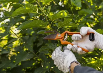 Em Porto, Justiça condena vizinha a podar árvores que causavam transtornos a vizinha
