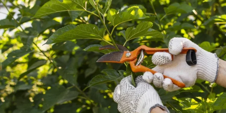 Em Porto, Justiça condena vizinha a podar árvores que causavam transtornos a vizinha
