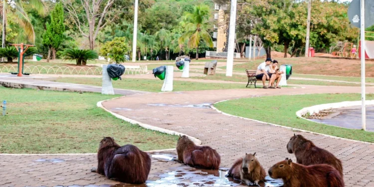 Prefeitura de Palmas realiza ação educativa no Parque Cesamar para incentivar respeito à fauna local