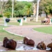 Prefeitura de Palmas realiza ação educativa no Parque Cesamar para incentivar respeito à fauna local