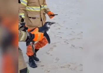 Espécie Pinguim-de-magalhães resgatado em São Conrado, na Zona Sul do Rio • Divulgação CBMERJ