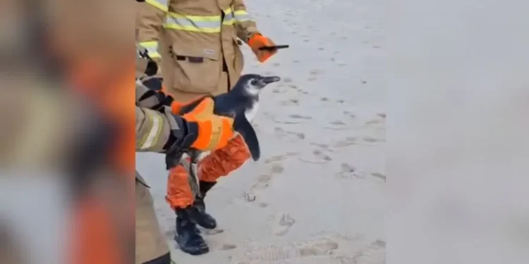 Pinguins são resgatados na orla do Rio; Especialistas alertam para cuidados