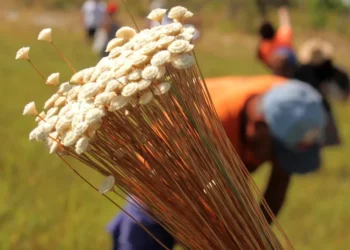 Licença é fundamental para a conservação e preservação do capim-dourado e do buriti - Foto: Fernando Alves/Governo do Tocantins
