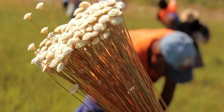 Naturatins realiza emissão de licença de manejo do Capim-Dourado e Buriti até 31 de julho