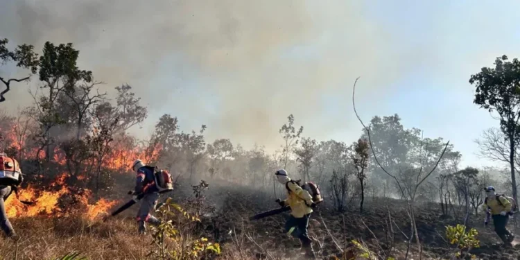 Naturatins conclui treinamento de novos brigadistas com prática de combate a incêndios florestais