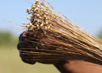 Período da colheita do capim-dourado inicia em 20 de setembro