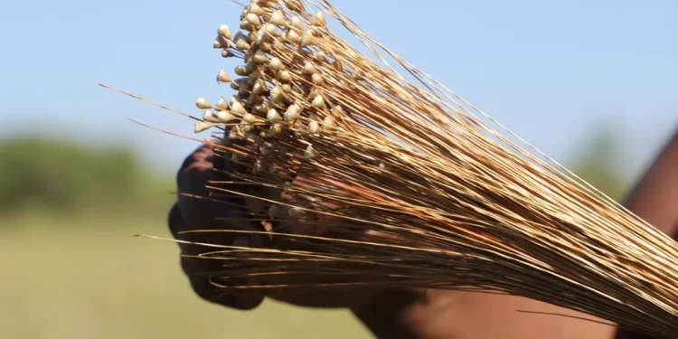 Governo do Tocantins inicia nova edição da Operação Capim-Dourado para coibir ilegalidades e proteger o Cerrado