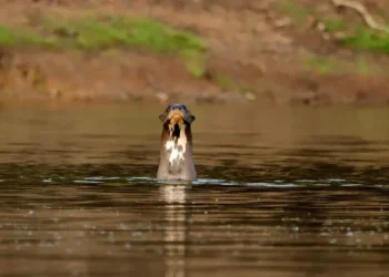 O capítulo assinado por Samara Almeida apresenta um panorama inédito sobre os sons produzidos por seis espécies de lontras, entre elas a ariranha, maior carnívoro semi-aquático da América do Sul e atualmente ameaçada de extinção - Foto: Fernando Alves/Governo do Tocantins