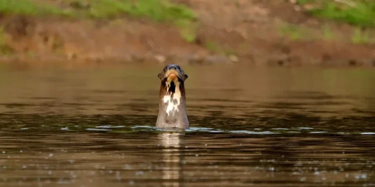 Pesquisa apoiada pelo Naturatins ganha destaque internacional em livro sobre comunicação acústica de mamíferos aquáticos