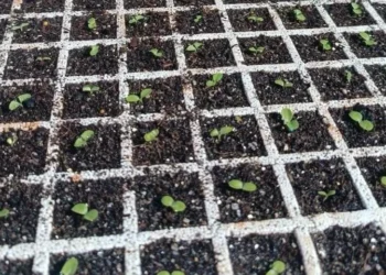 Prefeitura de Palmas distribuirá gratuitamente 10 mil mudas de alface para hortas comunitárias