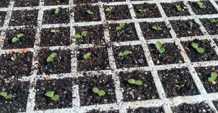 Prefeitura de Palmas distribuirá gratuitamente 10 mil mudas de alface para hortas comunitárias