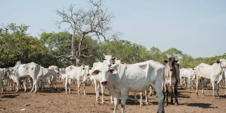 A declaração de animais existentes na Ilha do Bananal é obrigatória. Foto - Keven Lopes / Governo do Tocantins