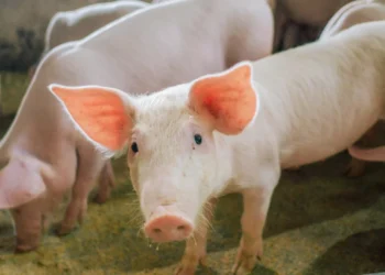 O Tocantins mantém o status internacional de livre da PSC. Foto - Keven Lopes / Governo do Tocantins.