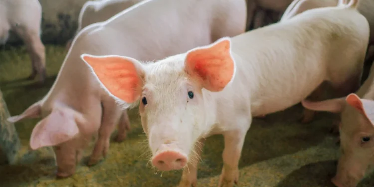 Adapec conclui monitoramento sorológico de Peste Suína Clássica e comprova ausência de vírus da doença no Tocantins