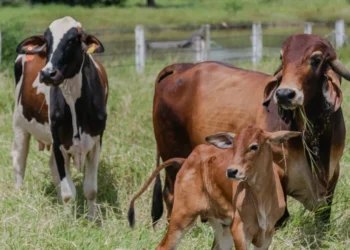 Tocantins alcança índice vacinal de 91,93% contra brucelose