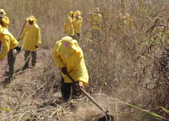 Ações de manejo do fogo evita a ocorrência de grandes incêndios florestais - Soldado Thiago Baltazar dos Santos/Governo do Tocantins.