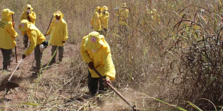 Ações de manejo do fogo evita a ocorrência de grandes incêndios florestais - Soldado Thiago Baltazar dos Santos/Governo do Tocantins.