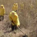 Ações de manejo do fogo evita a ocorrência de grandes incêndios florestais - Soldado Thiago Baltazar dos Santos/Governo do Tocantins.