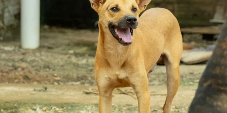 Animais SRD são maioria dos disponíveis para adoção em Palmas